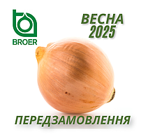 Цибуля сівок Broer B.V. (Нідерланди) 