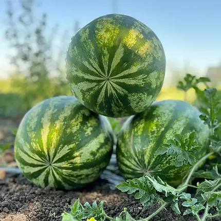Насіння кавуна Авалон, 1000 насінин — ранній (62-65 днів), Innova Seeds, фото 3