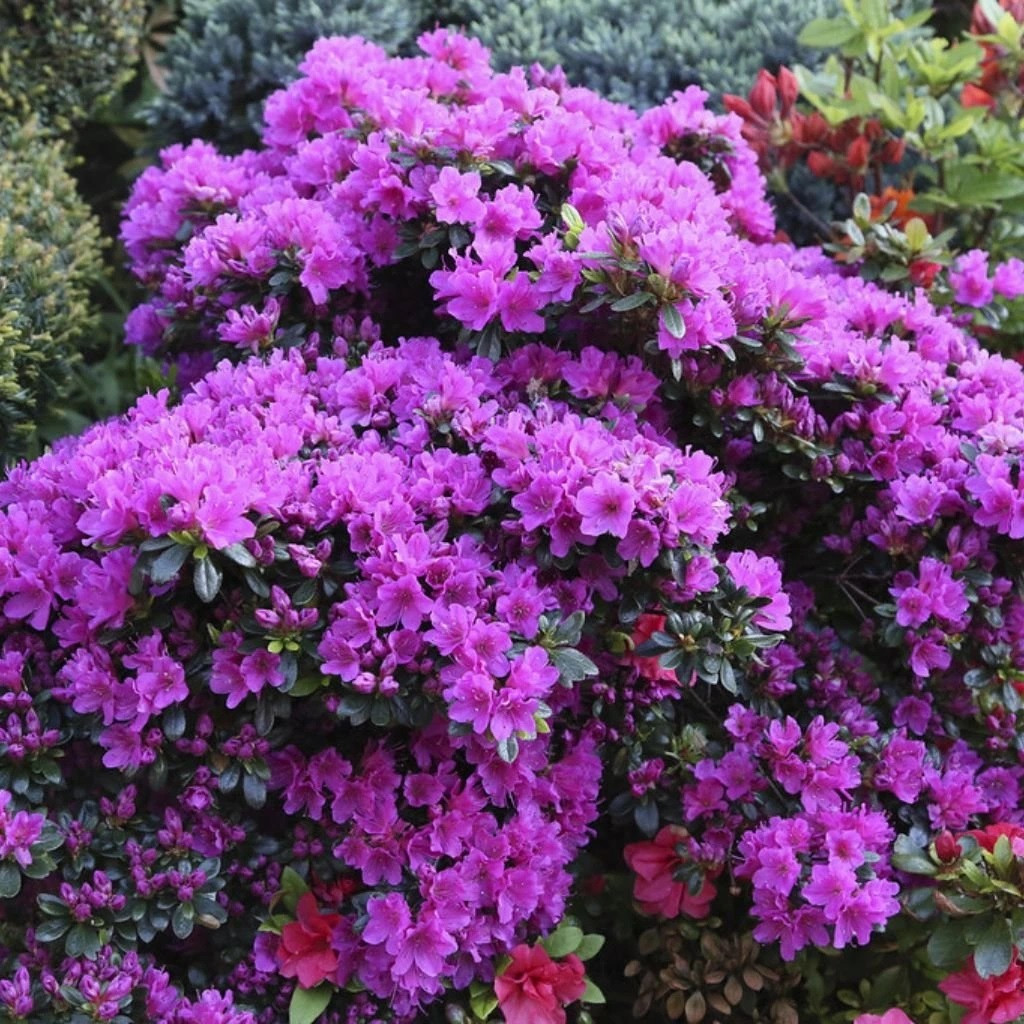 Азалія японська Гейша Пурпур (Geisha Purple), ЗКС в горщиках 2.0 л
