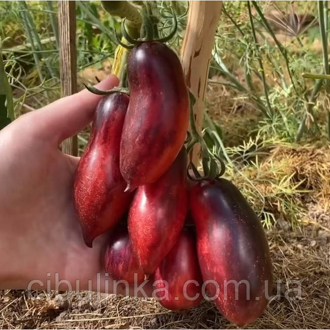 Томат Сливка Гурман (високорослий) 20 шт, фото 1