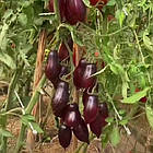 Томат Сливка Гурман (високорослий) 20 шт, фото 6