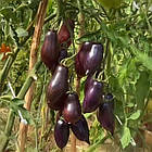 Томат Сливка Гурман (високорослий) 20 шт, фото 7