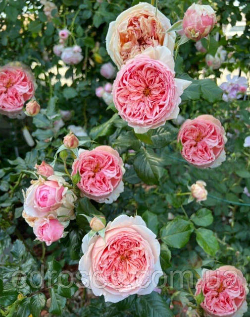 Масора (Masora ,True Chou): продажа, цена в Киевской области