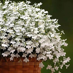 Насіння квіти лобелія ампельна Білосніжний Каскад 0,05г