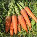 Насіння моркви Каскад F1 100000 насіння (1,6-1,8)