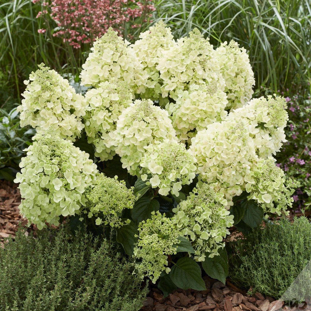 Гортензія волотиста Бі Хеппі / С3 / Hydrangea Bee Happy