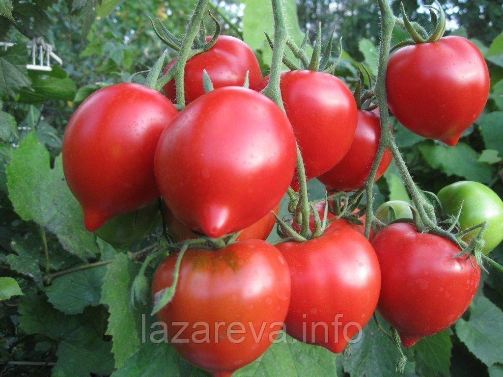 Ростик червоний 10 нас