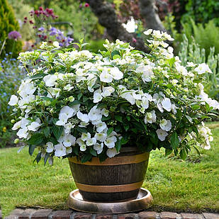 Саджанці Гортензії ампельної Наречена втікачка (Hydrangea hybrid Runaway Bride) Р9