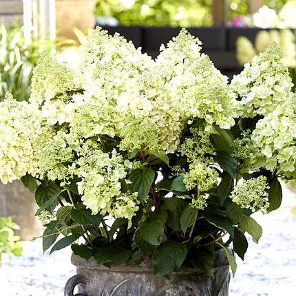 Гортензія волотиста Бі Хеппі / С3 / Hydrangea Bee Happy, фото 2