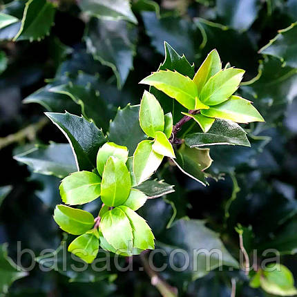 Падуб мезерва Блю Мейд / Ilex meserveae Blue Maid, фото 3