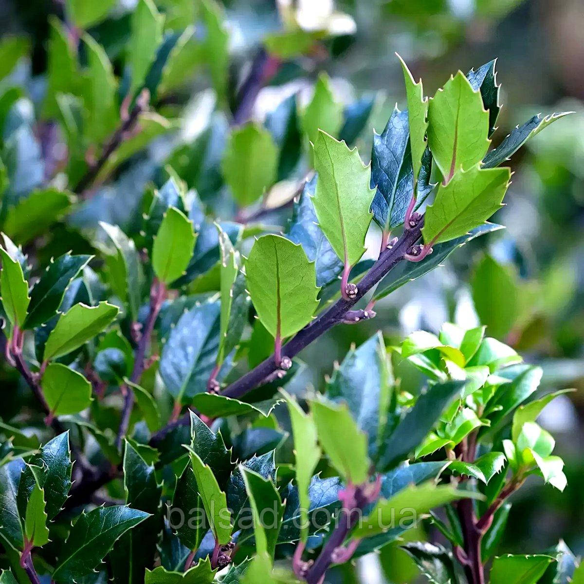 Падуб мезерва Блю Мейд / Ilex meserveae Blue Maid