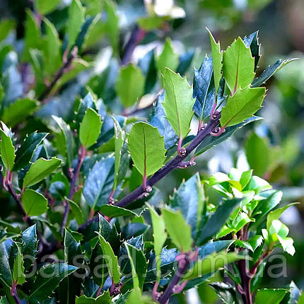 Падуб мезерва Блю Мейд / Ilex meserveae Blue Maid, фото 1