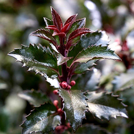 Падуб мезерва Джентл / Ilex meserveae Gentle, фото 2