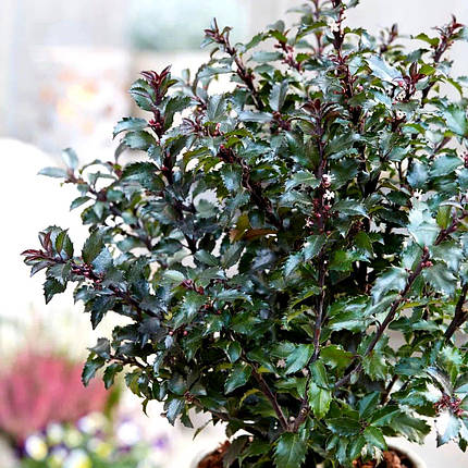 Падуб мезерва Джентл / Ilex meserveae Gentle, фото 1