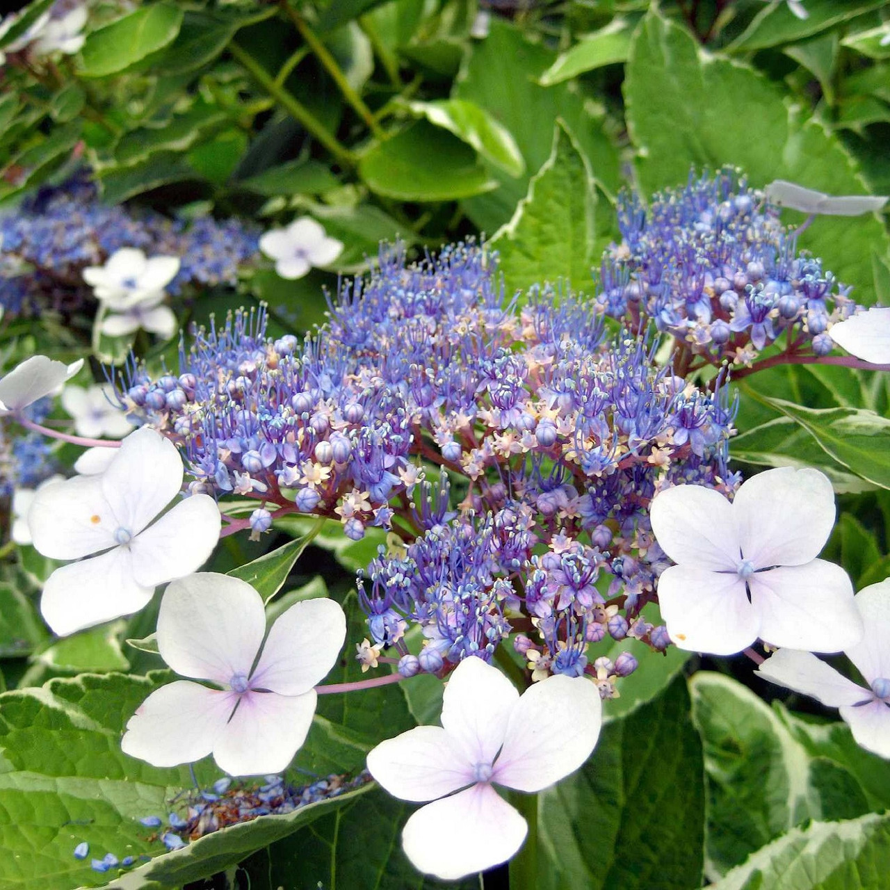 Саджанці Гортензії крупнолистної Марієси Варієгата (Hydrangea macrophylla Mariesii Variegata) Р9