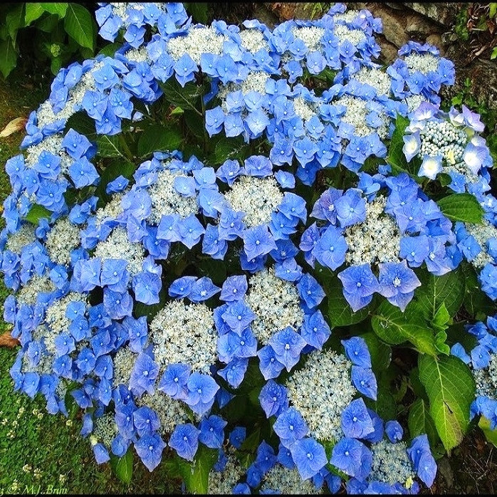 Саджанці Гортензії пильчатої Блюбірд (Hydrangea serrata Bluebird) Р9