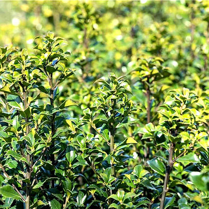 Падуб мезерва Хекенстар / Ilex meserveae Heckenstar, фото 2