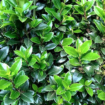 Падуб мезерва Хекенстар / Ilex meserveae Heckenstar, фото 1