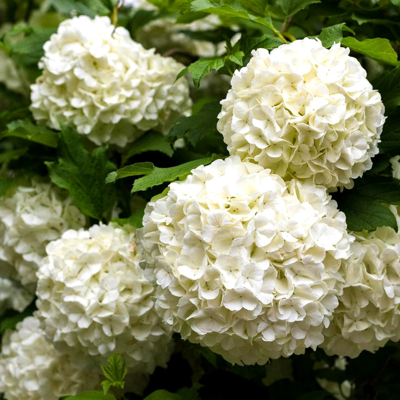 Саджанці Гортензії крупнолистної Біла (Hydrangea macrophylla) Р9