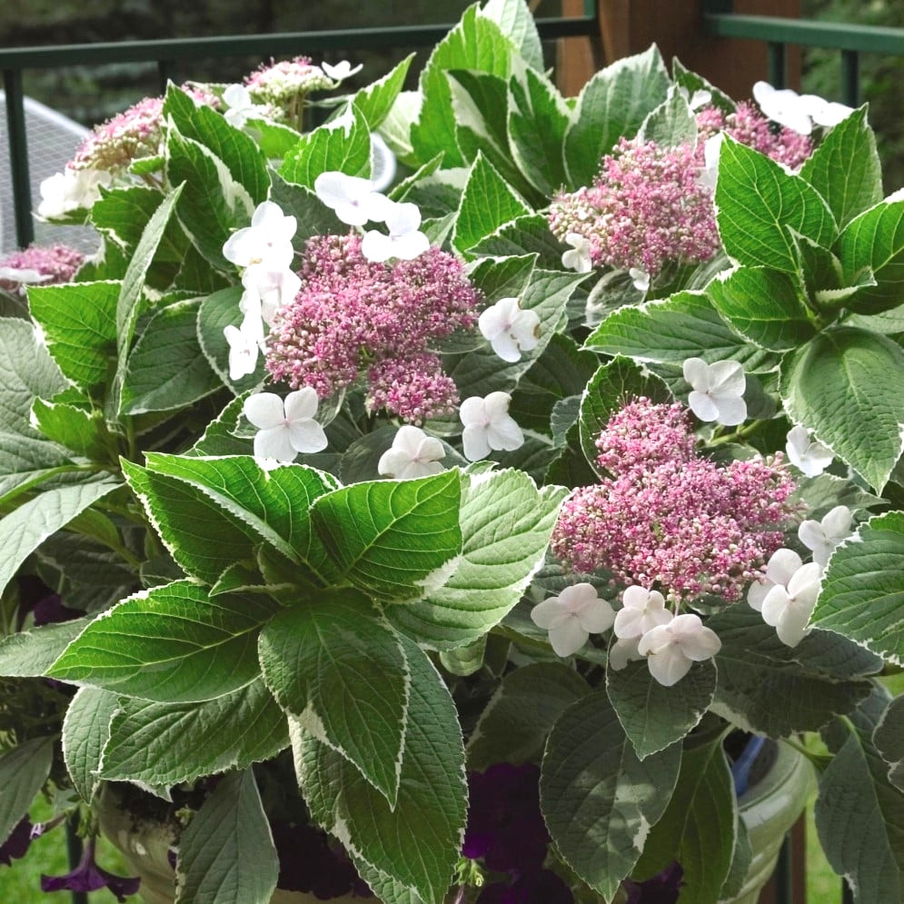 Саджанці Гортензії крупнолистной Лайт Про Дей / Білий Світ (Hydrangea macrophylla Light-O-Day) Р9
