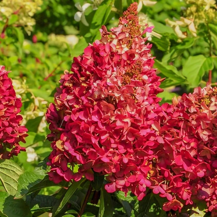 Саджанці Гортензії волотистої Вімс Ред (Hydrangea paniculata Wim's Red) С2, фото 1