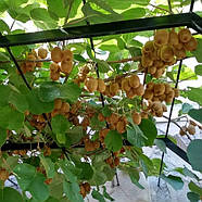 Ківі Бемоль – самозапильний, урожайний, ранньостиглий, фото 3