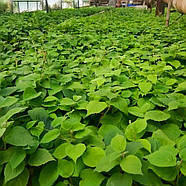 Ківі Бемоль – самозапильний, урожайний, ранньостиглий, фото 5