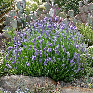 Саджанці Лаванди Англійської вузьколистої (Lavandula angustifolia, officinalis L.) Р9