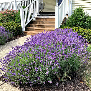Саджанці Лаванди вузьколистої Хідкот (Lavandula angustifolia Hidcote) Р9