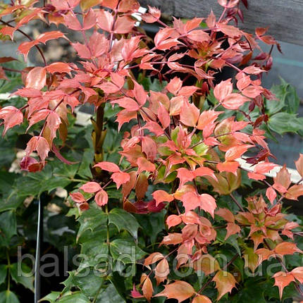 Магонія Кабаре / С2 / Mahonia Cabaret, фото 1