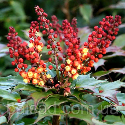 Магонія Кабаре / С2 / Mahonia Cabaret, фото 3