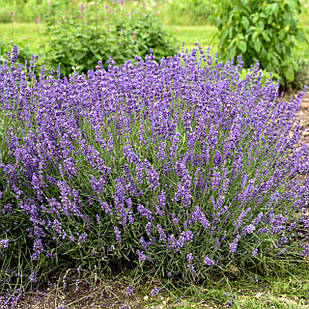 Саджанці Лаванди Елізабет (Lavandula Elizabeth) Р9