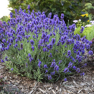 Саджанці Лаванда вузьколиста Блю Сенд Ерлі (Lavandula angustifolia Blue Scent Early) Р9