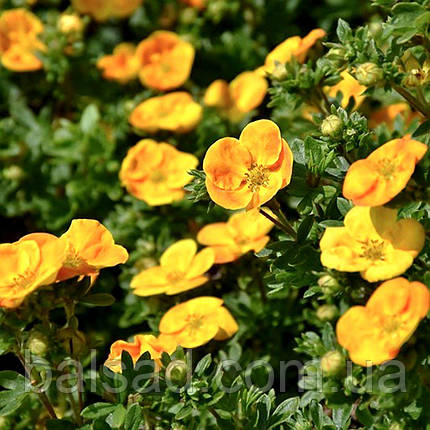 Перстач Белла Сол / Potentilla fruticosa Bella Sol, фото 1