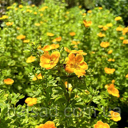 Перстач Белла Сол / Potentilla fruticosa Bella Sol, фото 3