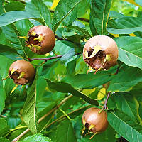 Мушмула німецька - плодова, корисна, морозостійка