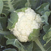 Капуста цвітна Опал F1/20нас/70-75дн.2-3кг/АПГ