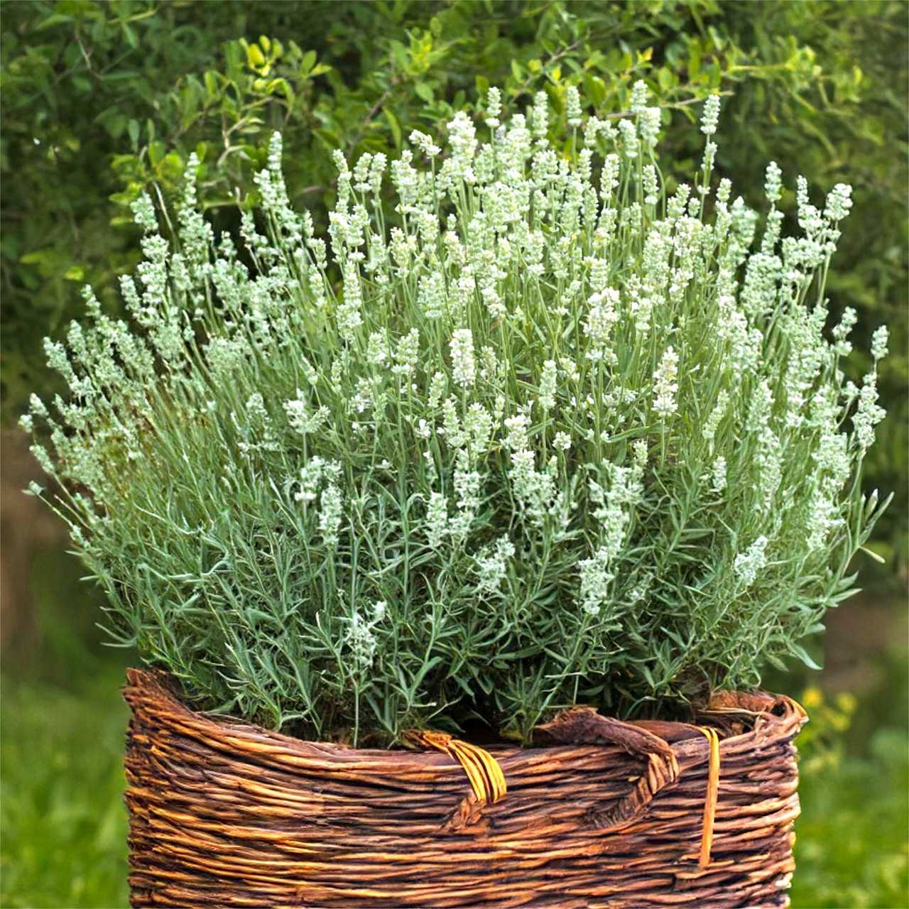 Саджанці Лаванди Елеганс Сноу (Lavandula Ellagance Snow) Р9, фото 1