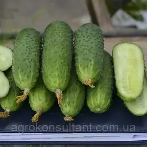 Огірок Ягуар (TECU530) F1 (Takii Seeds), 500 насінин — ранній (40-45 днів), партенокарпік, корнішон