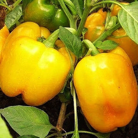 Насіння перцю Біг Мама жовтий, фото 1