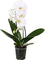 Орхідея в горщику біла, святкова, пишна в подарунок.