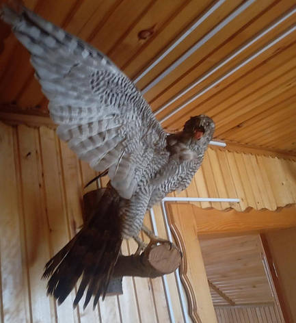 Чучело яструба на стіну I Чучело птиці, фото 3