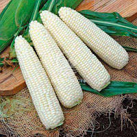 Насіння кукурудзи Гласіал F1 (Syngenta), поштучно — середньорання (77 днів), суперсолодка, біла