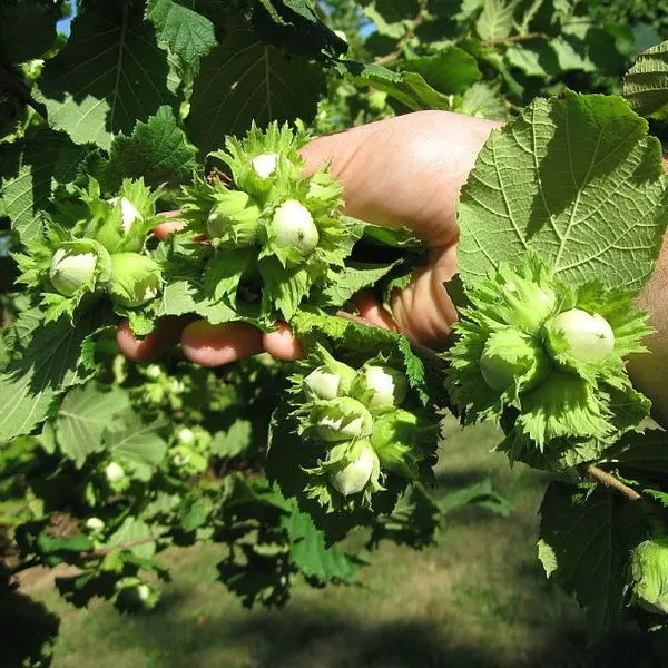 Фундук Барселонський – високопродуктивний, морозостійкий, солодкуватий, фото 1