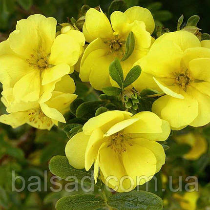 Перстач Дабл Панч Голд / Potentilla Double Punch Gold, фото 1