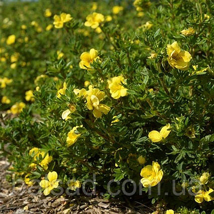 Перстач Дабл Панч Голд / Potentilla Double Punch Gold, фото 3