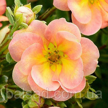 Перстач Дабл Панч Танго / Potentilla Double Punch Tango, фото 1