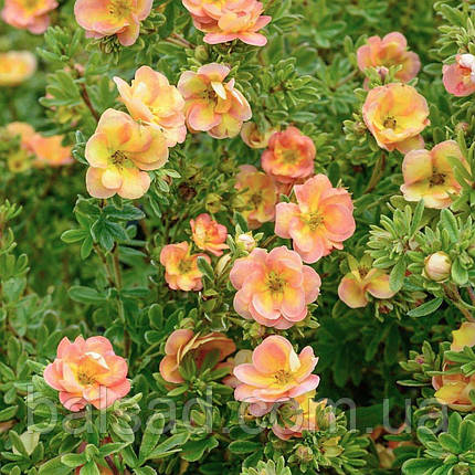 Перстач Дабл Панч Танго / Potentilla Double Punch Tango, фото 3