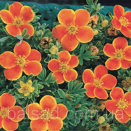 Перстач Гопліс Оранж / Potentilla Hopley's Orange, фото 3