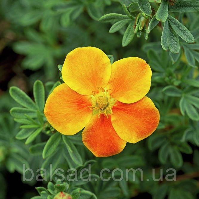 Перстач Гопліс Оранж / Potentilla Hopley's Orange